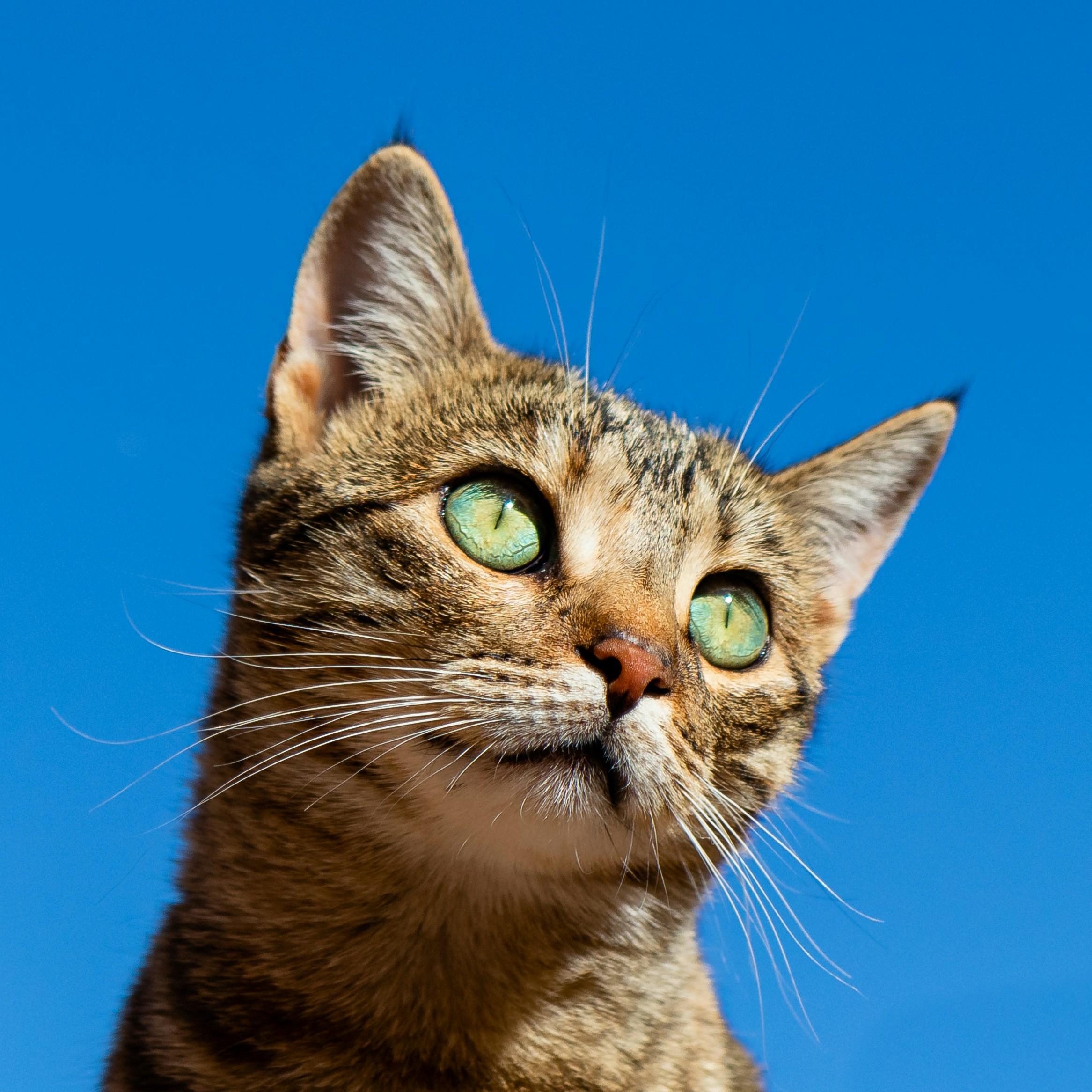 Interactive Cat Toys